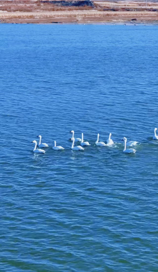 天鹅组团打卡 水库美成冬日童话