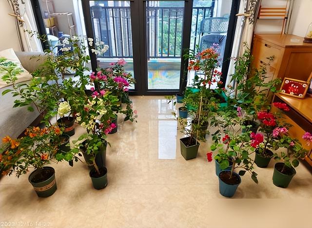 北京一太太，因“三角梅客厅”而走红，蜿蜒多姿，妥妥的视觉盛宴