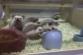 刺猬养殖成暴利项目：200元一只，年收入惊人270万！图片