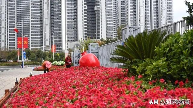 乌鲁木齐市水磨沟区——快来打卡！水磨沟街头“庆生花景”已上线，一起邂逅秋日里的缤纷与生机