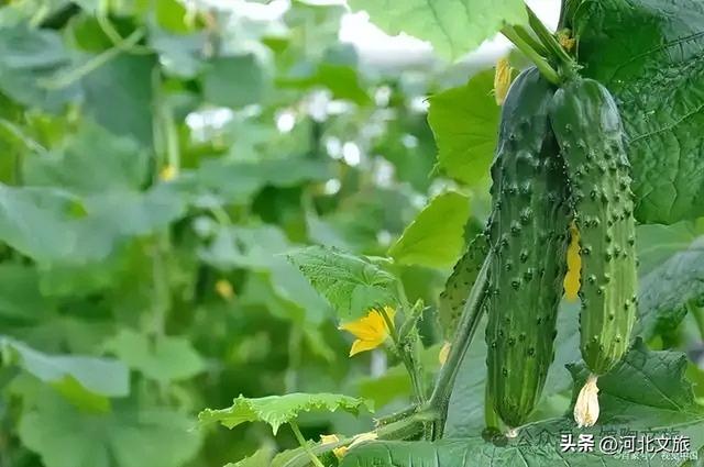 出发！打卡河北这座千年古县，做一次“在陶公主”，看一场能“吃”的风景