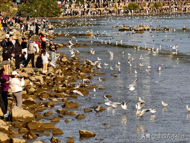 深圳湾观鸟：海舞鸟歌映盛世
