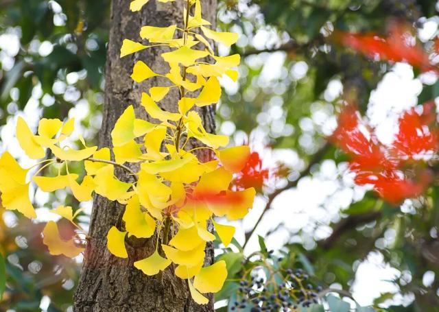 西安周末游丨这8个免费赏银杏叶好去处