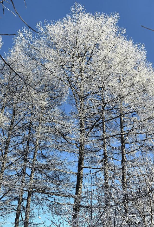 阿尔山的冬天：不冻河热气蒸腾、雾凇挂满林海，每走一步都是浪漫