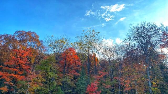 别老盯着南方枫叶乌桕，东北这地方也有你苦寻的秋色美！