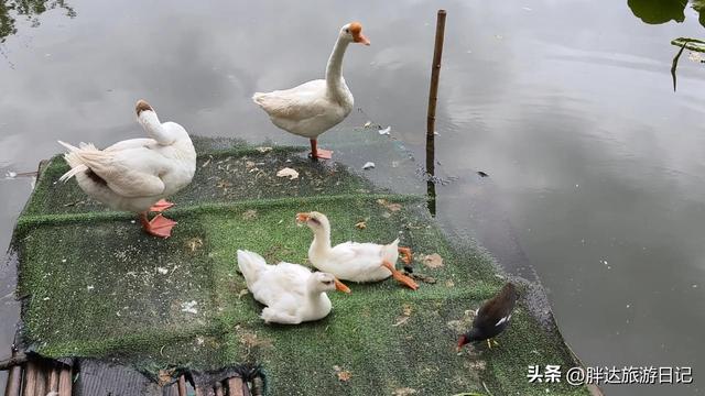 3000元玩转云南之徒步日，翠湖、陆军讲武堂、云大、世博园、老街
