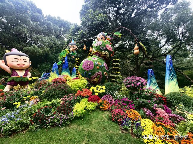 杭州植物园的菊花展——一场关于菊花的饕餮盛宴（二）