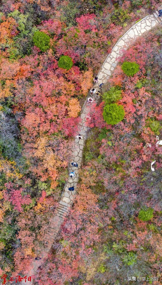 层林尽染！洛阳黄河两岸秋景已上线