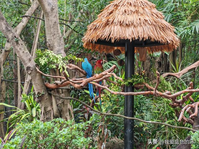 参观广州长隆野生动物园，全程感觉眼累手累腿不累