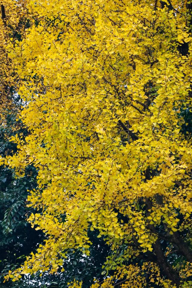 好看!好拍!郫都银杏打卡攻略→