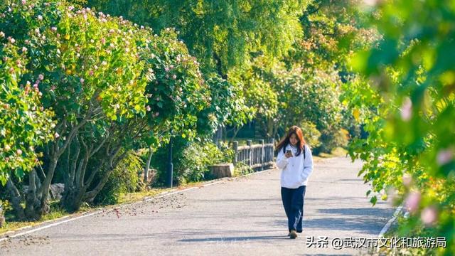 花色一日三变！武汉秋日木芙蓉花海上线