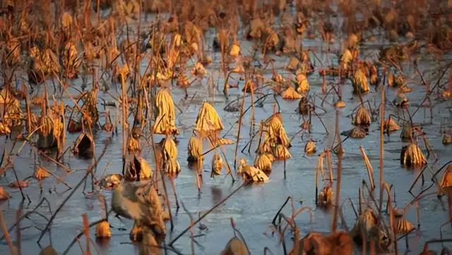 富顺西湖雨落枯荷的轻声漫语，听懂的会有大悟