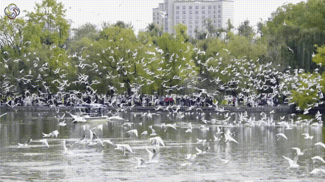 冬日美景在五华 | 鸥影翩跹处，翠湖冬韵时