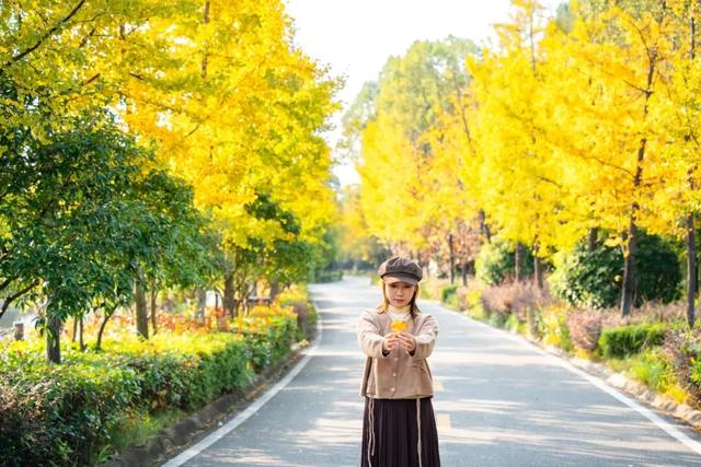 秋日限定浪漫！1000亩银杏染成“黄金海”