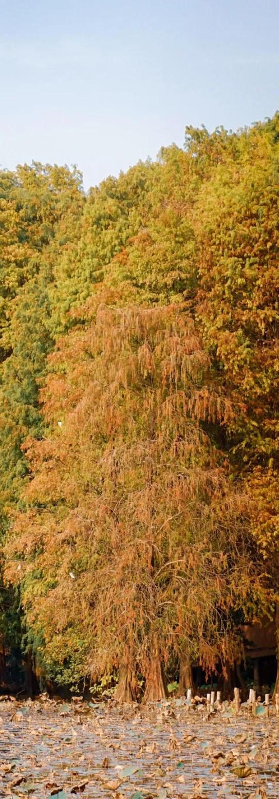 深圳秋日限定：三处落羽杉秘境，邂逅南国绚烂！