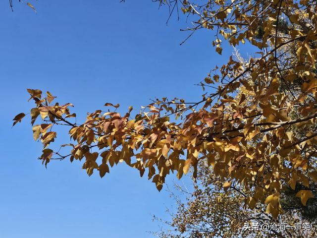 冬天的槭叶美，一道美丽的风景，风光无限在槭叶，风景这边独好!