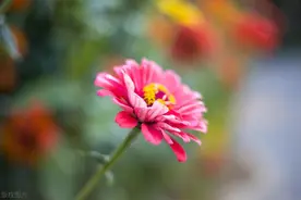 当丈母娘的你，在女儿家活的卑微吗？与女婿的相处之道图片