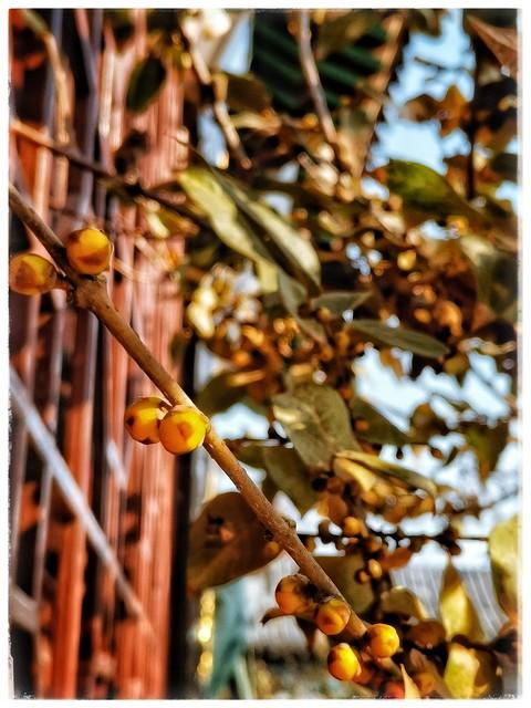 重庆人私藏！鸿恩寺红墙腊梅 江景配花香绝了