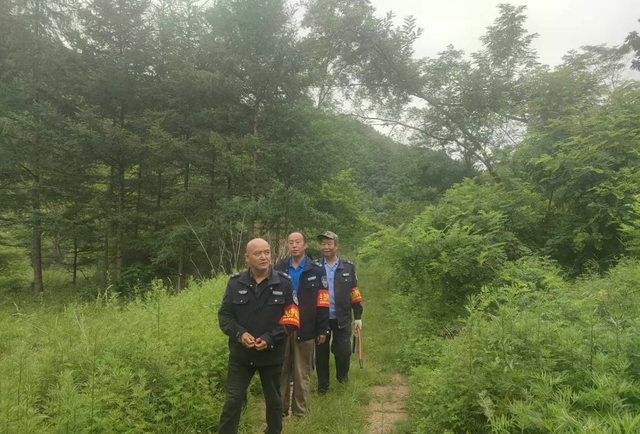 罕见！3只野生黑熊“全家出游”，太白山景区：切勿投喂或挑逗