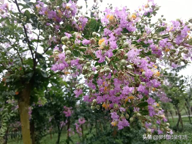 70多岁的老娘像个拼命三郎,一个人在雨天漫步拥抱大自然感觉不错