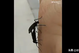 头皮发麻……韩国首尔，“爱情虫”爆发图片