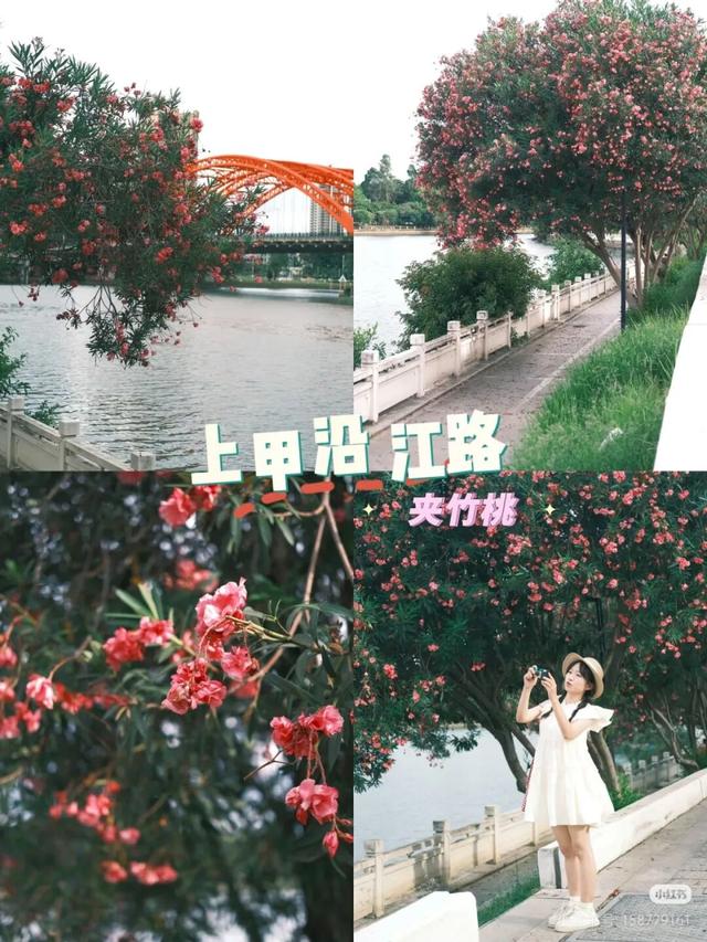 秋意浓，花开正艳！这周末，来东莞万江赏花秋游吧！