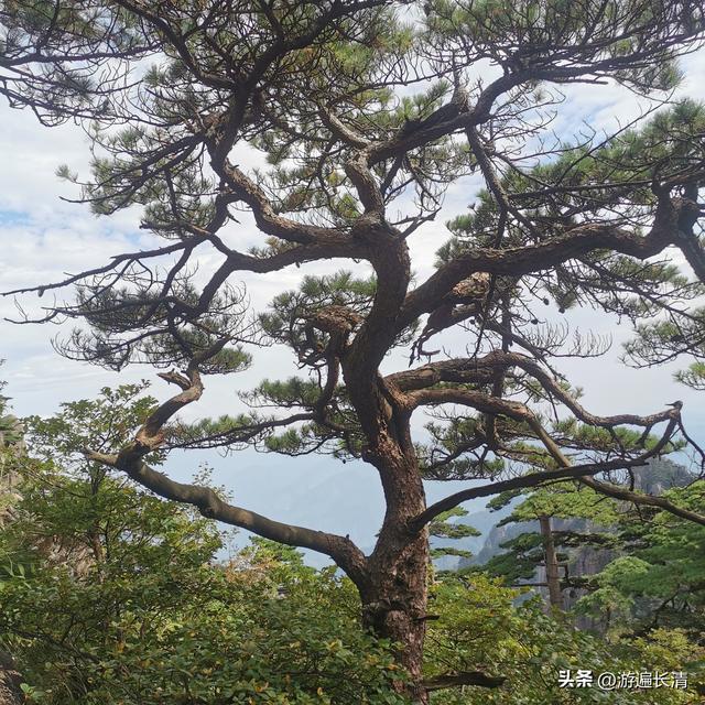&062.黄山四日游（一）