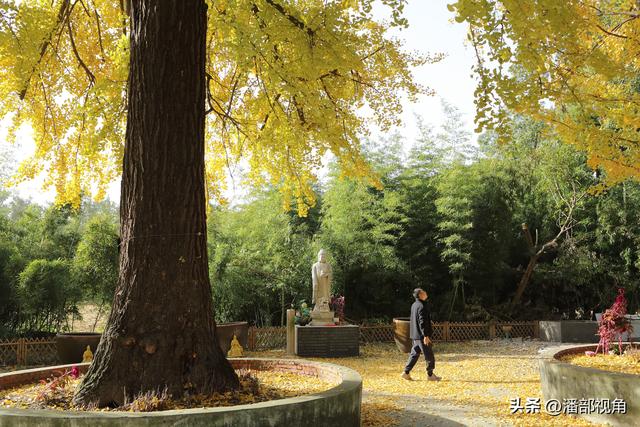 无锡荡口圆通村原圆通寺的旧址上，二棵古银杏今年甚美