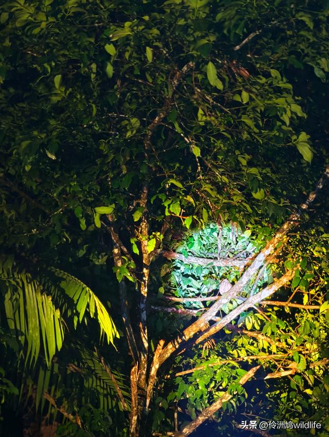 马来西亚(36)砂拉越州⑩峇哥国家公园夜间徒步体验