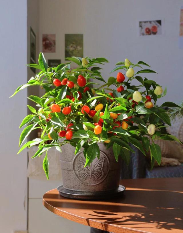 男子因“辣椒当花”引围观，不服来战，网友：小众美被你玩明白了