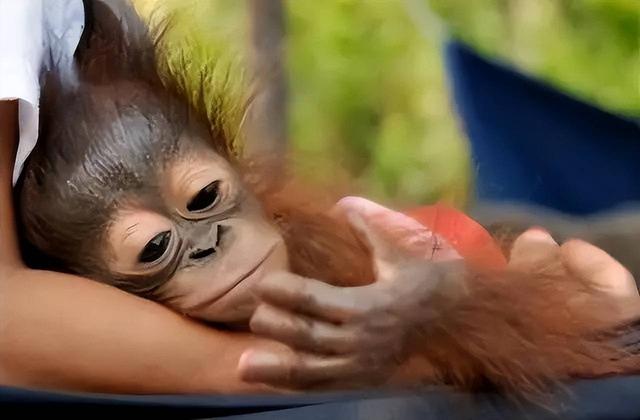 被锁暗室6年：剃毛穿丝袜当玩物，惨状撕开人类伪善面具