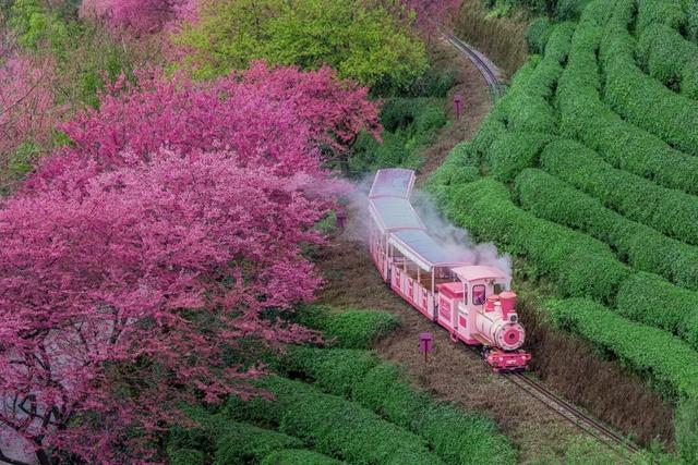 龙岩周末去哪儿｜看游龙、赏樱花，本周末必冲的两大惊喜目的地→