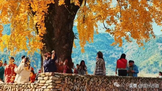 鎏金满村!温州424岁银杏王,把初冬美成了宋韵诗卷!