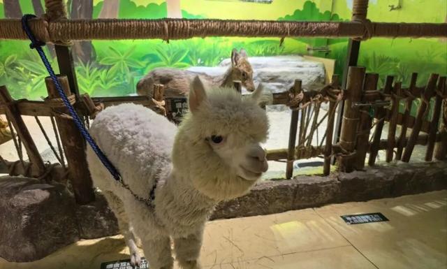 潍坊人有自己的“疯狂动物城”！冲！冲！冲！