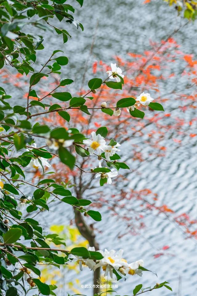 红了！武汉5000余亩红叶树，集体变色