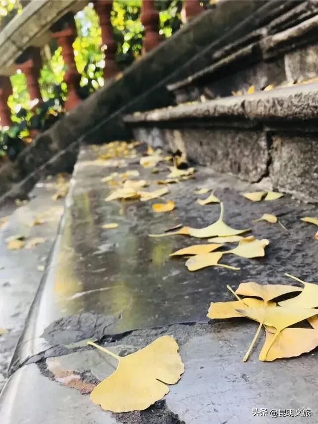 美爆！美爆！超全攻略！超出片！🤳昆明银杏黄金倒计时，抓紧时间冲~