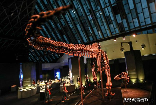 触摸砂纸质感鲸皮，见证恐龙生死搏斗，这座博物馆让孩子爱上自然