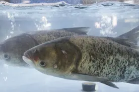 鲜到舔盘！中国10大平价淡水鱼美味榜出炉，第一名居然只要7元/斤图片