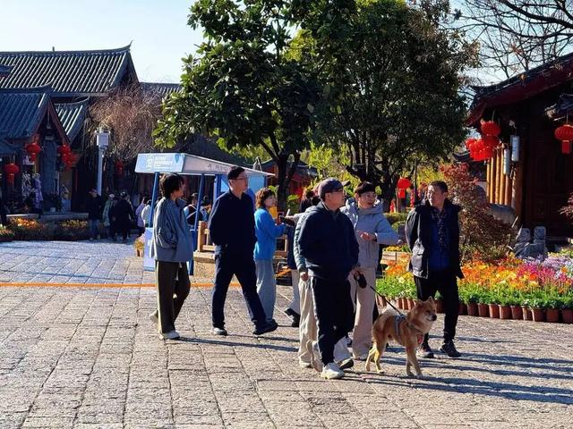 【网络中国节·春节】花海人潮映古城，八方游客来丽江过年