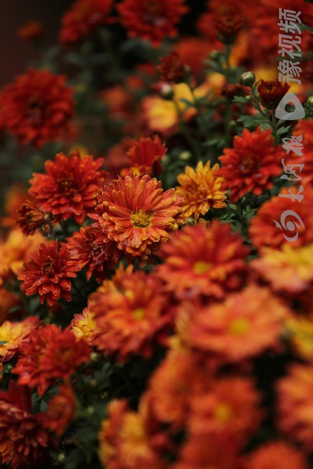 周口：重阳赏菊正当时 千年古陵飘菊香