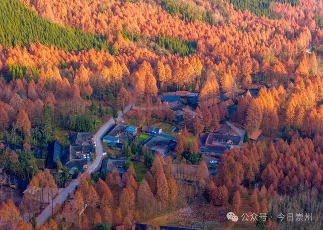 出片率100%！为崇州这些高颜值路连发三天朋友圈！