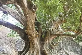 广东有一棵人面子古树，传为南宋驸马后代种植，果核像女孩的脸庞图片
