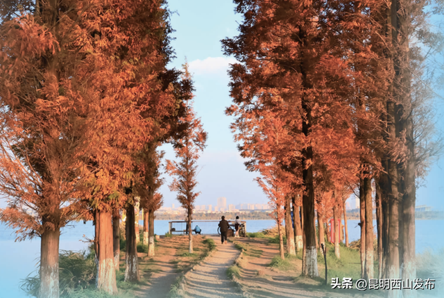 干沟尾湿地“天空之镜”水杉渐红 打卡正当时