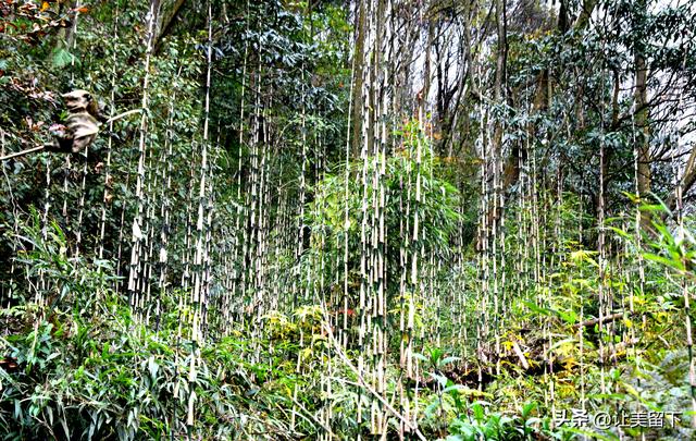 一条路，落叶无迹——贵州冬日风光