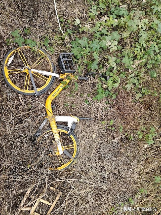 寻趣石家庄——光华路上的绿化带