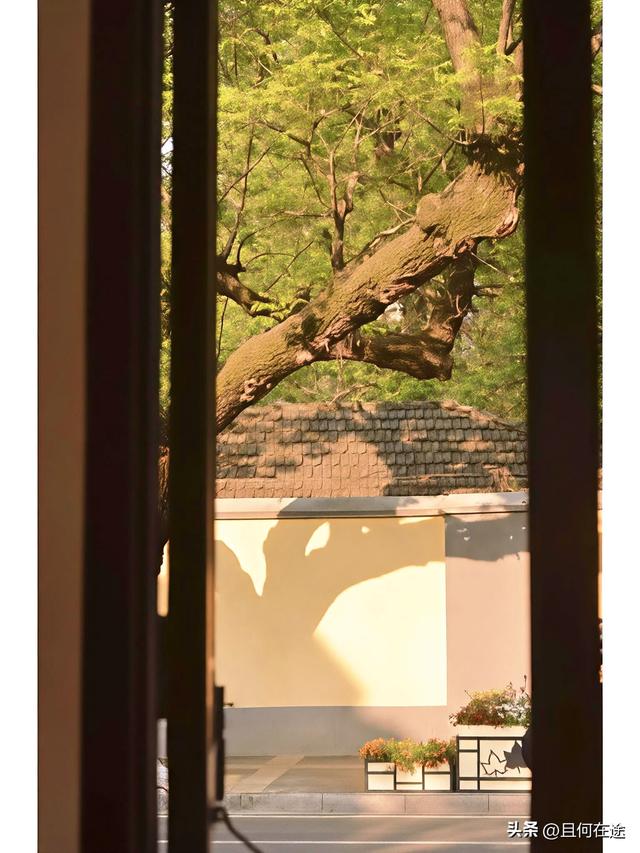 南京“丑萌”梧桐C位出道！颐和路半天游，把民国浪漫拍成表情包