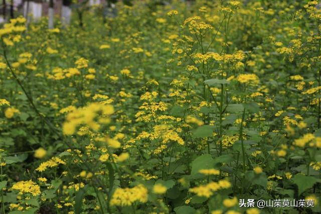 2023年春重庆探亲记（三）