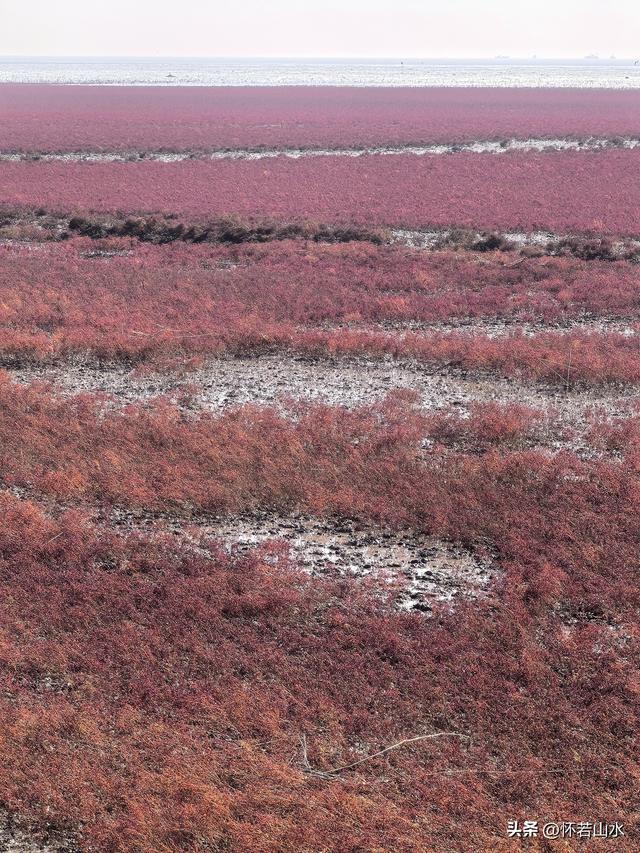 2025辽宁赏秋之旅日记(5)——从本溪前往盘锦 游览红海滩景观