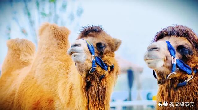 -10°C也拦不住！被窝里哪有马背上潇洒？小泰成功解锁泰安冬季最野玩法！