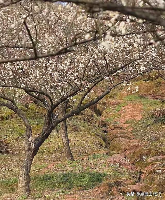 成都3000亩梅林开花了，被称为成都“小林芝”，非常震撼，免费！